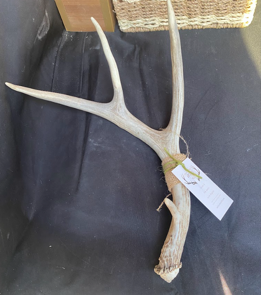 Full Antler (entire deer antler)